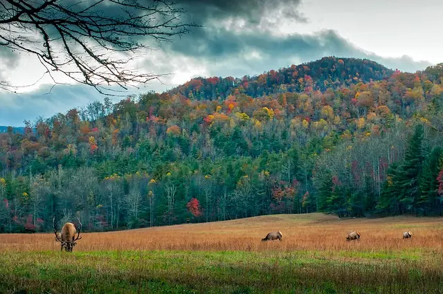 north-carolina-1872517_640