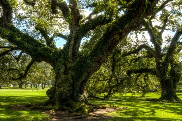 oak-alley-plantation-1647284_640 (1)